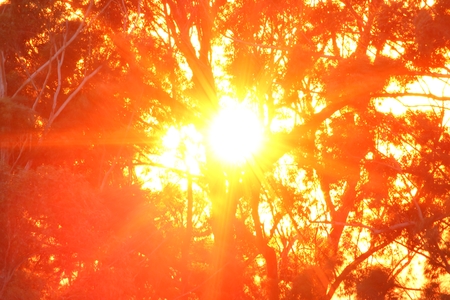 Australiana  gum tree background sunrise image toowoomba queensland,