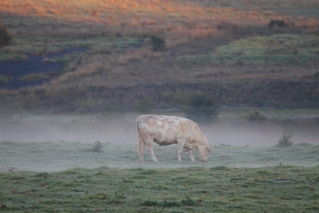 white beef cattle breed before slaughter toowoomba queenslandの写真素材