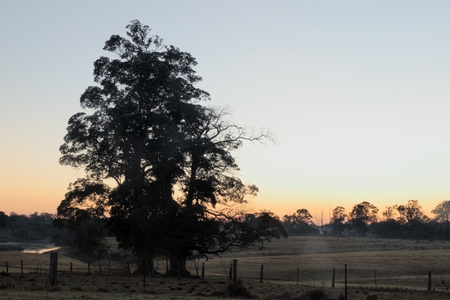 early morning misty tree Silhouette background australian bushの写真素材