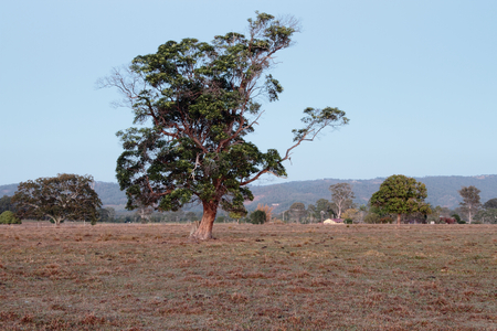 Australian farm paddock background with tree featureの写真素材