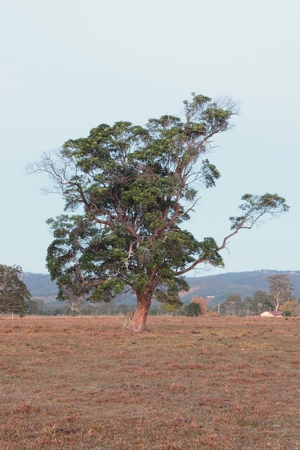 Australian farm paddock background with tree featureの写真素材