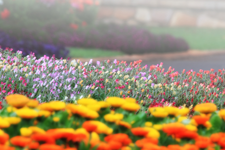 calendula, portulaca and pansies in cottage garden  of flowersの写真素材
