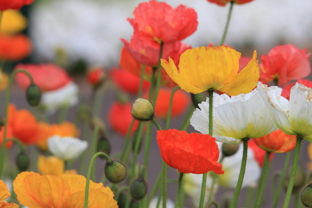 poppy flowersの写真素材