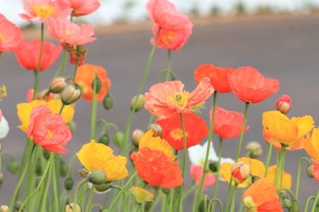 poppy flowersの写真素材