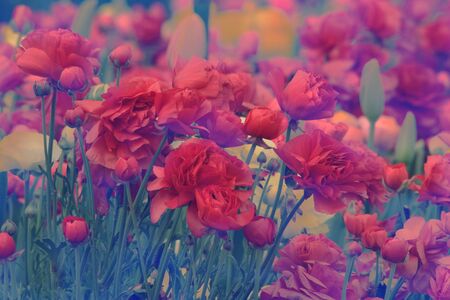 ranunculus Cultivar flowersの写真素材