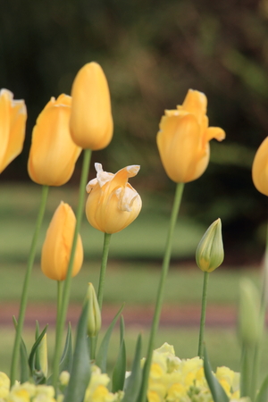 tulip Cultivar flowersの写真素材