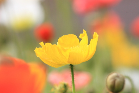 poppy flowerの写真素材