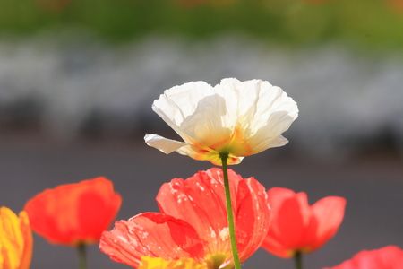 poppy flowersの写真素材