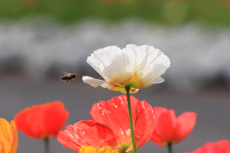poppy flowersの写真素材
