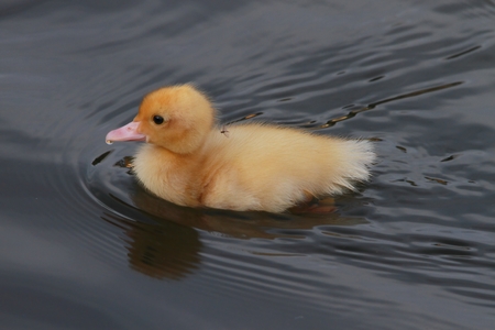 new born ducklings at the japeneese gardens toowoombaの写真素材