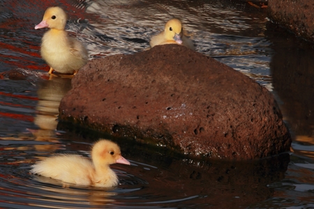 new born ducklings at the japeneese gardens toowoombaの写真素材