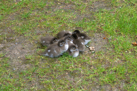 baby ducks in spring in the hobartの写真素材