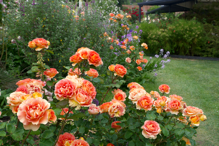 Tasmanian  Gardens herbaceous cottage garden areaの写真素材