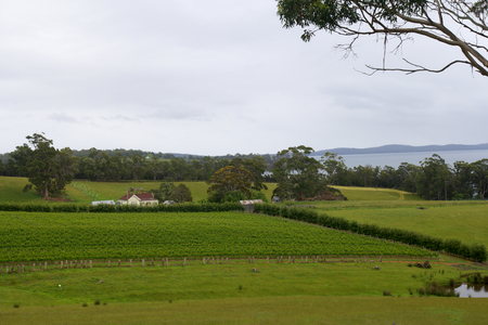 vineyard farm on tasman penisularの写真素材