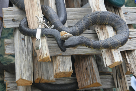 deadly tiger snakes tasmania swanseaの写真素材