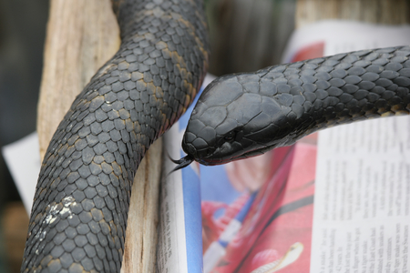 deadly tiger snakes tasmania swanseaの写真素材