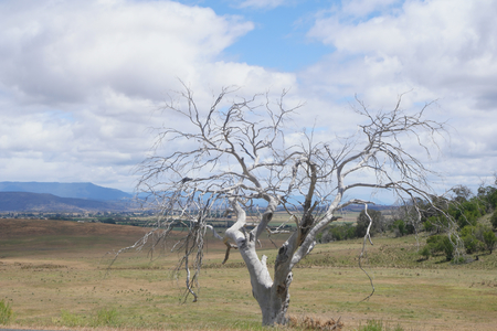 gum tree landscape towards ross tasmaniaの写真素材