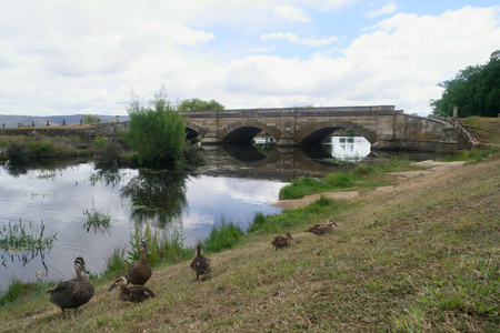 historic convict bridge in ross tasmania with spring ducks and ducklingsの写真素材