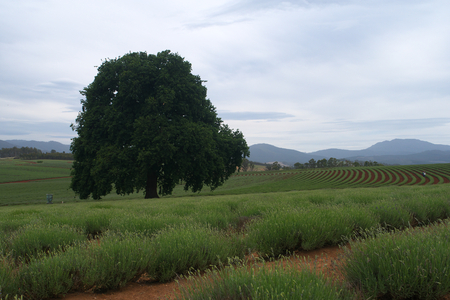 lavender farm with solo tree tasmaniaの写真素材