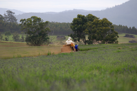 farmer on quad bike lavender farm tasmaniaの写真素材