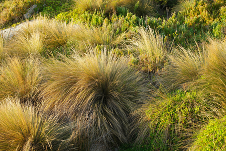 buttongrass in Bicheno famed for the red lichen rocks and penguins tasmaniaの写真素材