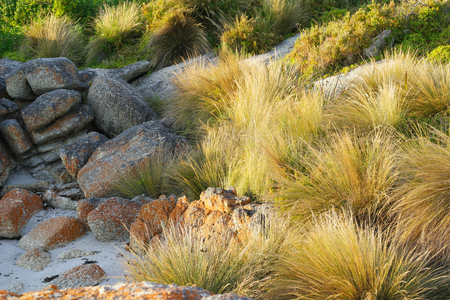 buttongrass in Bicheno famed for the red lichen rocks and penguins tasmaniaの写真素材