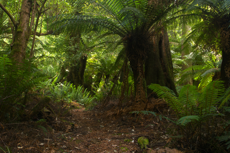 Evercreech Forest Reserve temperate rainforest home of the white knights worlds largest gum treesの写真素材