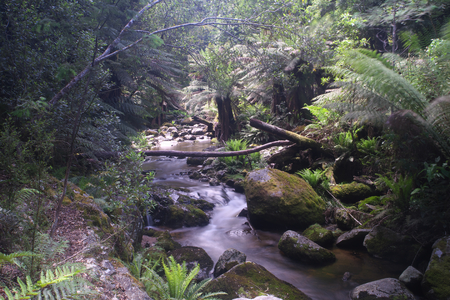 Evercreech falls home of the white knights worlds largest gum treesの写真素材
