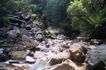 St Columba Falls Reserve PYENGANA temperate rainforest tasmaniaの写真素材
