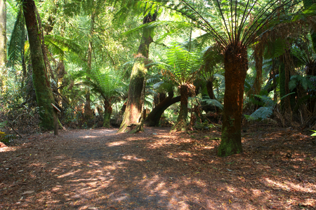 St Columba Falls Reserve PYENGANA temperate rainforest tasmaniaの写真素材