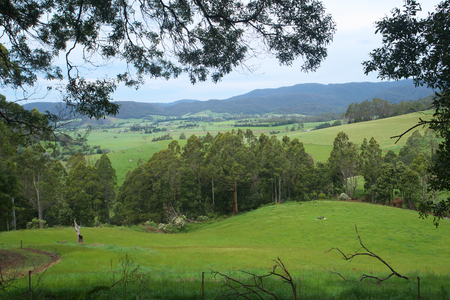 dairy country pyengana tasmaniaの写真素材