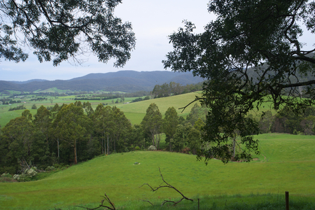dairy country pyengana tasmaniaの写真素材