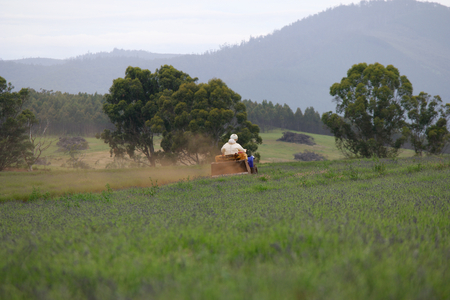 farmer on quad bike lavender farm tasmaniaの写真素材