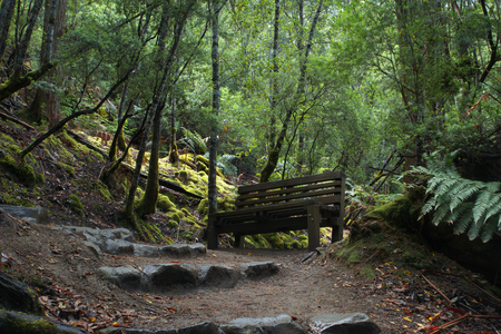 Mt field national park tasmania home of famous russell fallsの写真素材