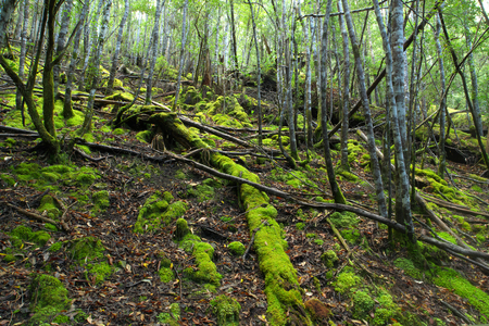 Mt field national park tasmania home of famous russell fallsの写真素材