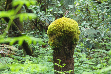 Mt field national park tasmania home of famous russell fallsの写真素材