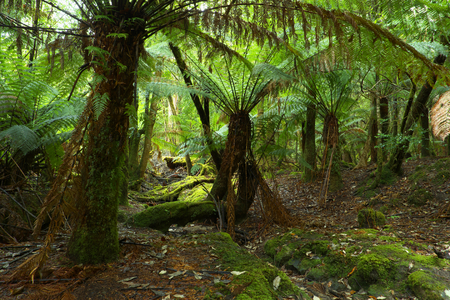 Mt field national park tasmania home of famous russell fallsの写真素材