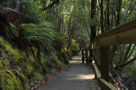 Mt field national park tasmania home of famous russell fallsの写真素材