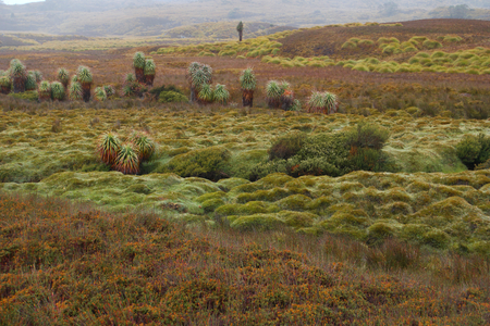 pandanus trees Richea pandanifolia cushion plants and button grass in world heritage overland track area craddle mountainの写真素材