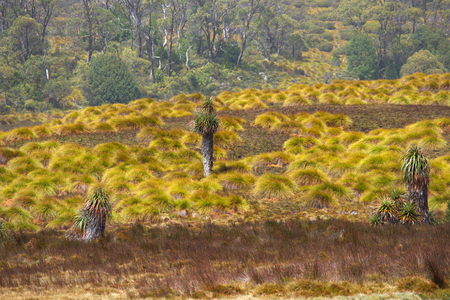 pandanus trees Richea pandanifolia cushion plants and button grass in world heritage overland track area craddle mountainの写真素材