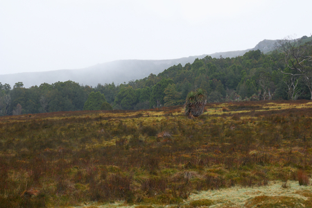 pandanus trees Richea pandanifolia cushion plants and button grass in overland track area craddle mountainの写真素材