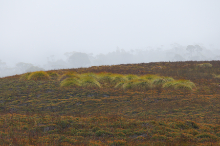 pandanus trees Richea pandanifolia cushion plants and button grass in world heritage overland track area craddle mountainの写真素材