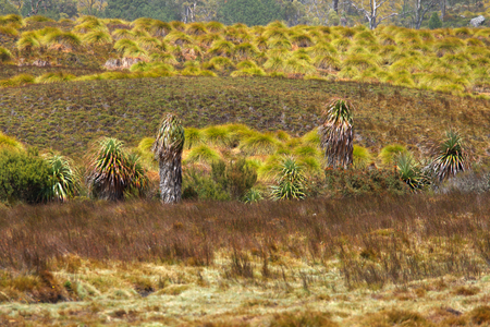 pandanus trees Richea pandanifolia cushion plants and button grass in world heritage overland track area craddle mountainの写真素材