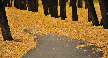 Autumn alley in the city parkの写真素材