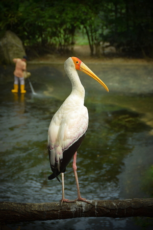 The stork announced in yellow is a large bird wading in the family of stork Ciconiidae. It starts in Africa south of the Sahara and Madagascar. Scientific name: Mycteria ibisの写真素材