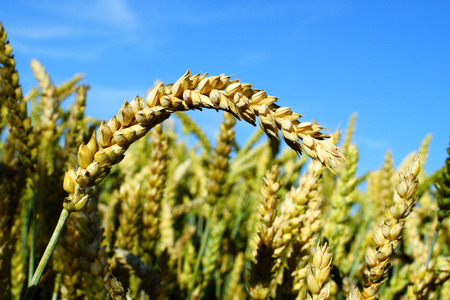 Mature wheat, the end of summer and the beginning of autumn.の写真素材