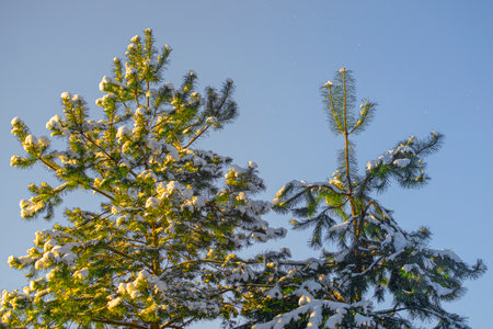 Nice photo of two pine trees that are covered with snow.の写真素材
