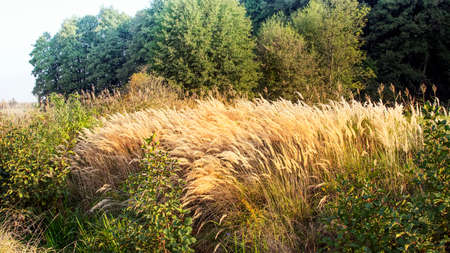 Nice view of green and yellow grass, up close.の写真素材