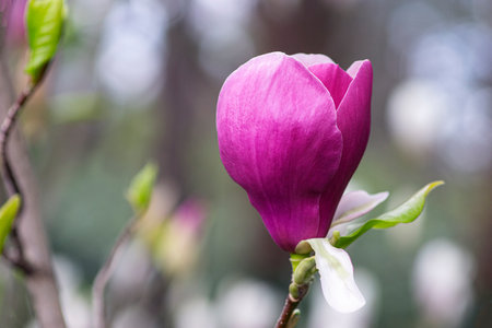 Beautiful pink magnolia flower. I took the photos with a very blurred background.の写真素材