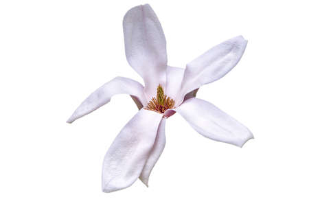 Beautiful pink magnolia flower on a white isolated background.の写真素材